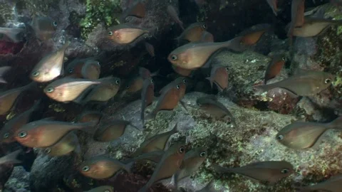 Large group of Copper Sweeper fish 動画素材 95605012