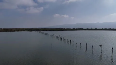 Large group of cormorant birds . Stock Footage 291402528
