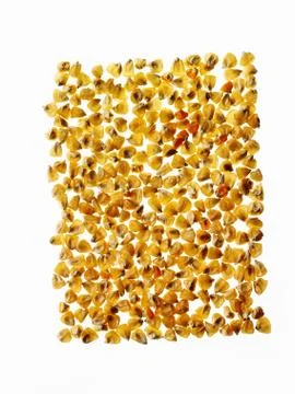 A large group of corn maize kernels, arranged in a pattern. Stock Photos