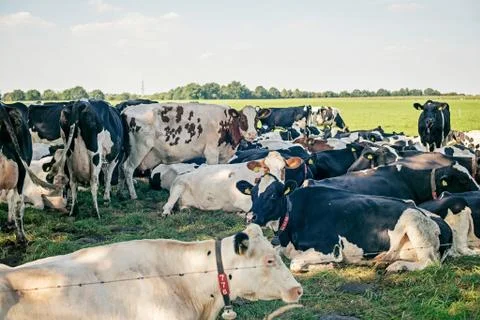 Large group of cows lying in meadow. Stock Photos