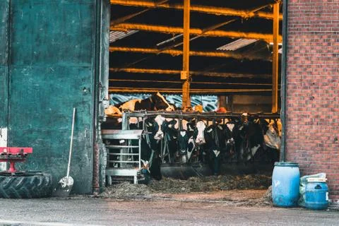 Large group of cows standing in cattle shed. Stock Photos
