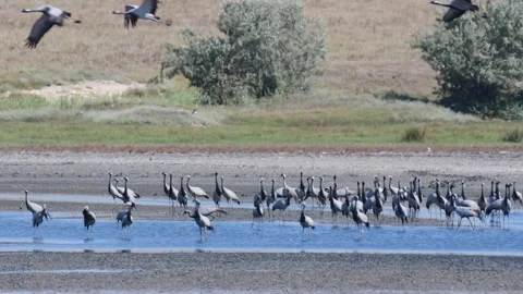 A large group of cranes is resting on the river bank. Flying cranes. Vídeo Stock 159017708