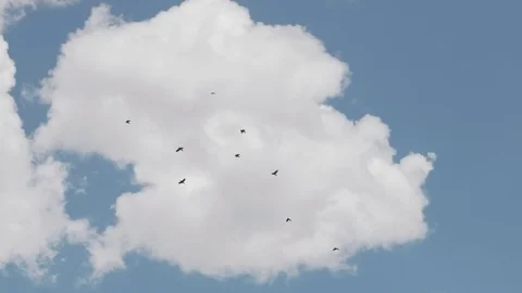 A large group of crows against blue sky Stockbeeldmateriaal 83899499