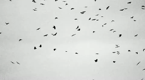 Large group of crows against sky Stock-Footage 12412119