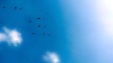 A large group of crows flying in the blue sky Stock Photos
