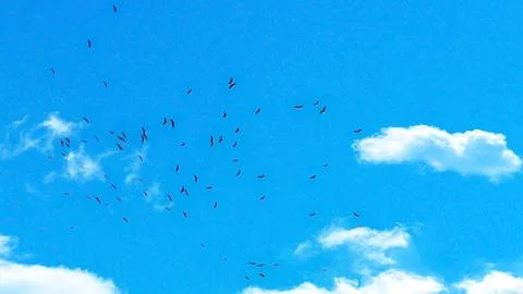 A large group of crows flying in the blue sky Stock Photos