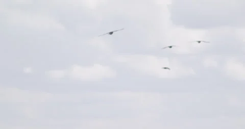 Large group of crows gliding in wind Stock-Footage 245504618