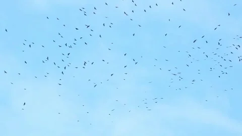 A large group of Crows Sweeping Across t... | Stock Video | Pond5