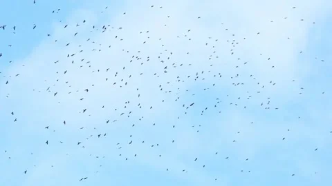 A large group of Crows Sweeping Across t... | Stock Video | Pond5