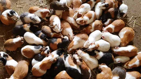 Large Group of Cute Multi-Colored Guinea Pigs Eating Food on Wood Shavings Video stock 323159189