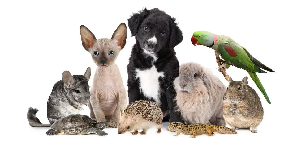 Large group of different animals Stock Photos