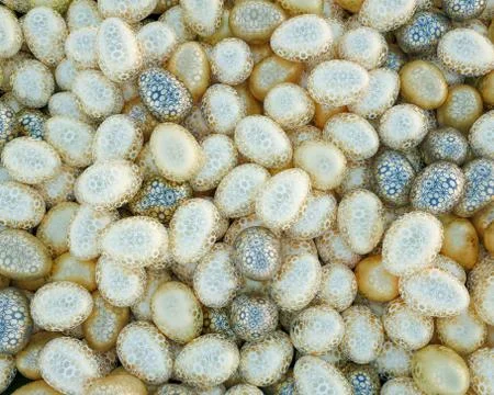 Large group of different Colorful Easter eggs Stock Photos