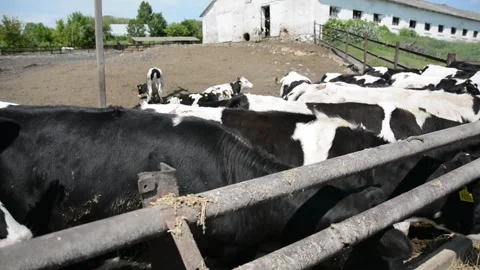 A large group of different cows gathers outdoors near a farm fence 動画素材 343250426