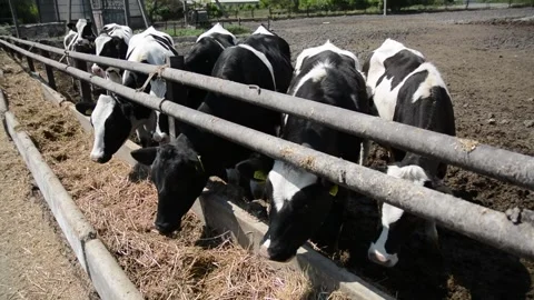 A large group of different cows gathers outdoors near a farm fence 動画素材 343250427