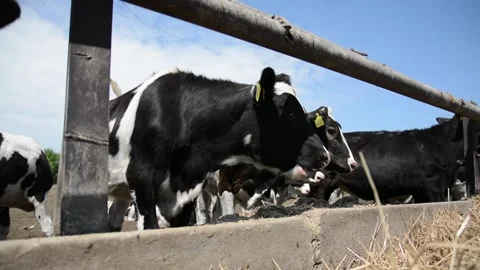 A large group of different cows gathers outdoors near a farm fence Видео 343250429