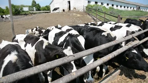 A large group of different cows gathers outdoors near a farm fence 動画素材 343250438