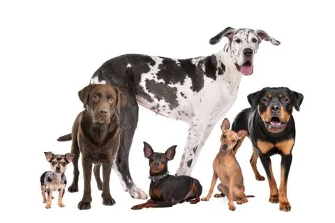 Large group of dogs Stock Photos