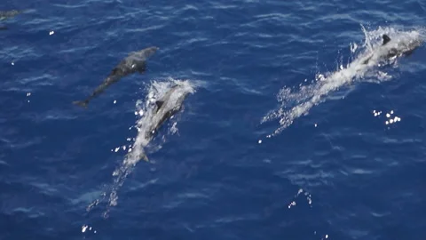Large group of dolphins in the Atlantic Ocean Stock Footage 152465689