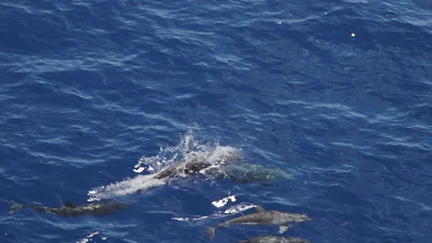 Large group of dolphins in the Atlantic Ocean Stock Footage 152465855
