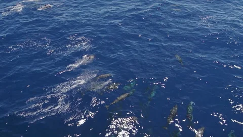 Large group of dolphins in the Atlantic Ocean Stock Footage 152466054