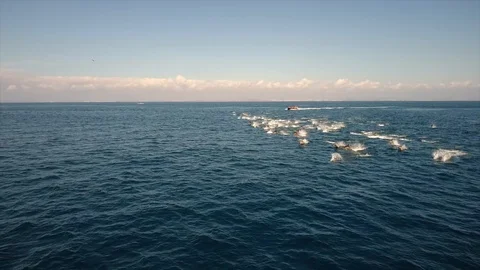 Large group of dolphins jumping in the ocean Stock Footage