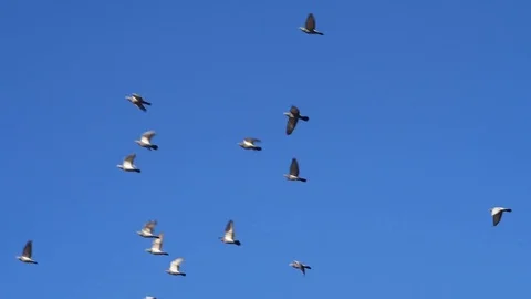 Large group of doves against sky Stock Footage 83412922