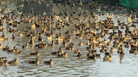 A large group of ducklings swims together across the surface of a farm pond 库存影片 333689518