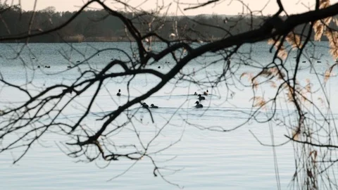 A large group of ducks on the pond Video stock 104730503