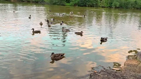 Large Group Of Ducks Swimming And Landing In A Pond Video stock 255174297