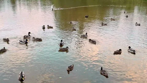 Large Group Of Ducks Swimming Around In A Pond Video stock 255174293