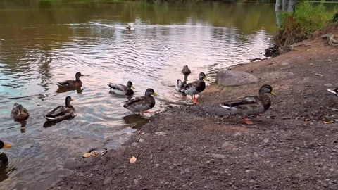 Large Group Of Ducks Walking Out Of A Pond Stock-Footage 255174301