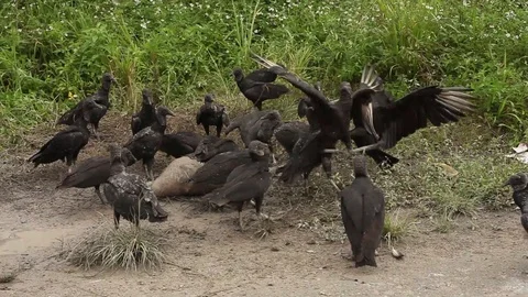 A large group of eagles fighting and eat a dog carcass Stock Footage 99753744