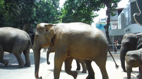 Large group of elephants cross the road. Sri Lanka Stock Footage 103096050