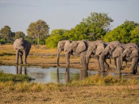 Large group of elephants drinking in row at waterhole in golden afternoon light Stock Photos