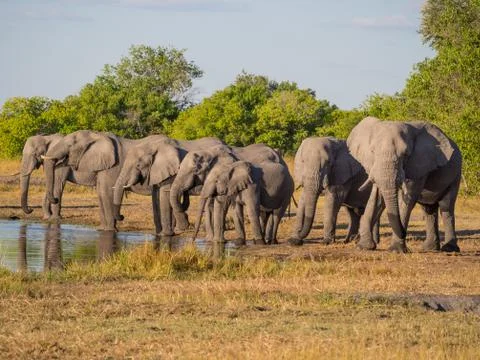 Large group of elephants drinking in row at waterhole in golden afternoon light Stock Photos
