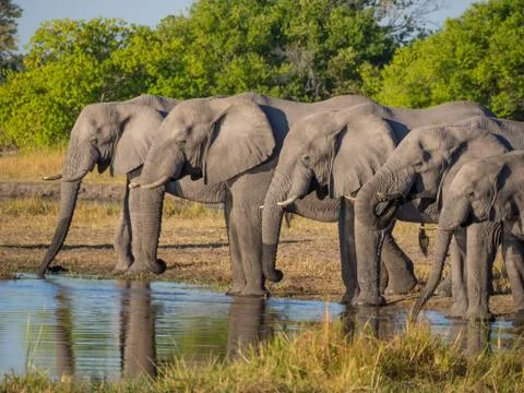 Large group of elephants drinking in row at waterhole in golden afternoon light Stock Photos