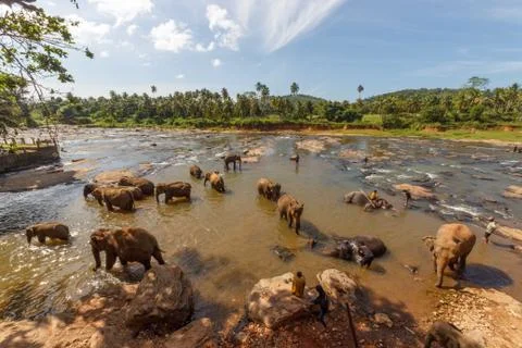 Large group of elephants having a splash in a rive to cool down from extreme  Stock Photos