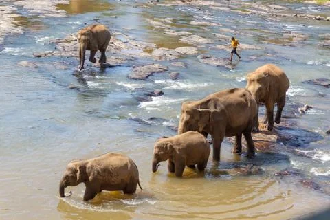 Large group of elephants having a splash in a rive to cool down from extreme  Stock-Fotos