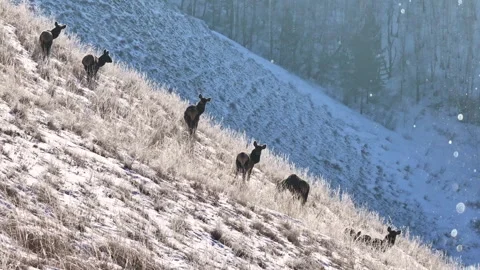 A large group of elk, trudging across a snowy hillside. Stock Footage 266743979