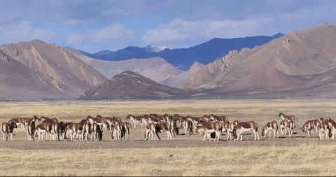 Large group of equus kiang on high altitude grassland Stock Footage 302030501
