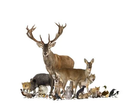 Large group of european fauna, red deer, red fox, bird, rodent, Stock Photos