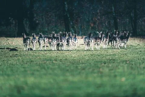Large group of fallow deer doe standing in a row. Stock Photos