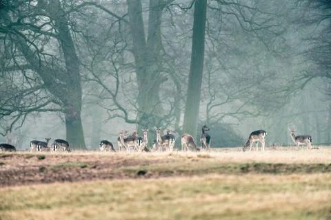 Large group of fallow deer doe in misty forest meadow. Stock Photos