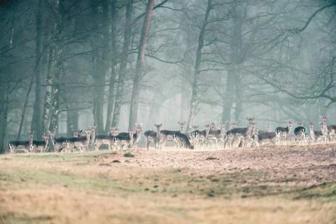 Large group of fallow deer in a row in misty forest meadow. Stock Photos