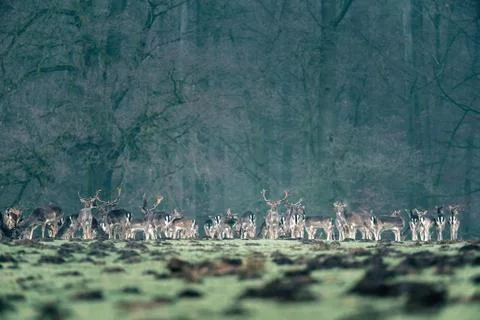 Large group of fallow deer standing in a row near forest. Stock Photos