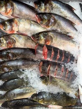 A large group of fish are collected together sitting on top of ice Stock Photos