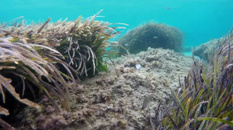 A large group of fish between grass swim in the Aegean Sea in Greece Stock Footage 68448709