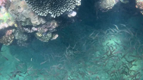 Large group of fish moves near coral formations beside an old reef creating dens 스톡 동영상 338001400