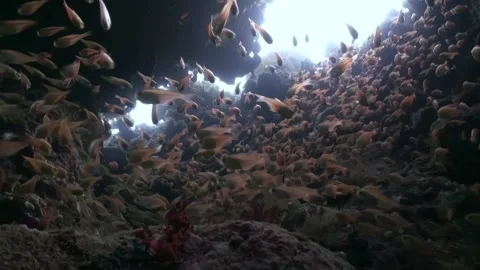 Large group of fish swimming in dark cave Video stock 276341548