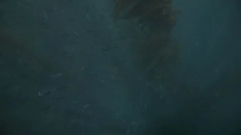 Large Group of Fish Swimming through Kelp Forest Stock Footage 121526585